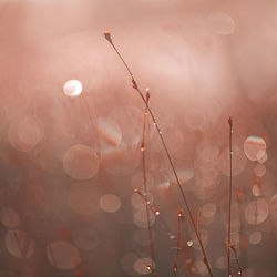 Close-up of dew drops on grass