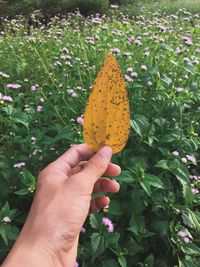 Close-up of hand holding leaf against flowering plants