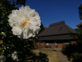 Close-up of white flowers blooming outdoors