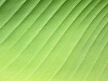 Green banana leaf texture