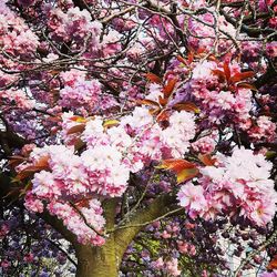 Low angle view of cherry blossom tree