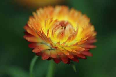 Close-up of orange flower