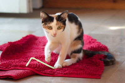 Portrait of cat with kitten