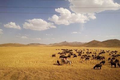 View of sheep on field against sky