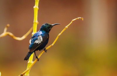 Close-up of bird perching on a branch