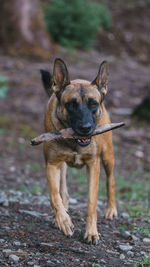 Belgian malinois playing in the woods whit a stick