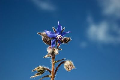 Low angle view of flowering plant against blue sky