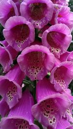 Close-up of pink flower