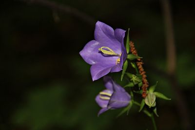 Close-up of purple flowering plant