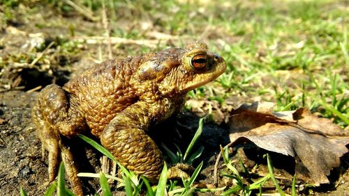 Close-up of toad