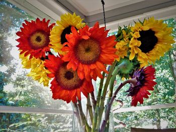 Close-up of multi colored flowers blooming outdoors