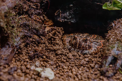 Close-up of crab on rock