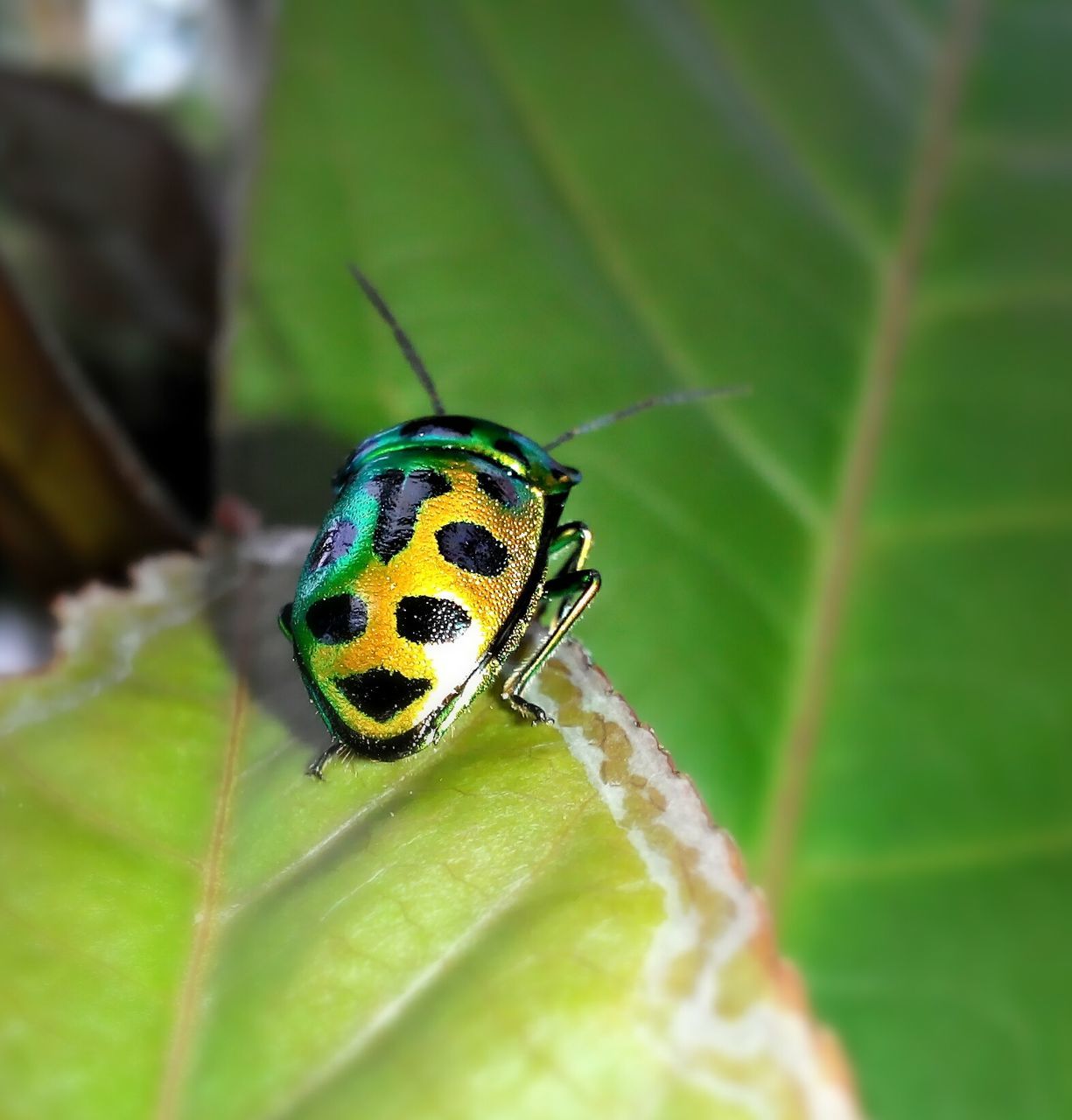 one animal, animal themes, animals in the wild, wildlife, insect, close-up, focus on foreground, green color, leaf, animal markings, nature, butterfly, butterfly - insect, beauty in nature, natural pattern, day, selective focus, no people, outdoors, zoology