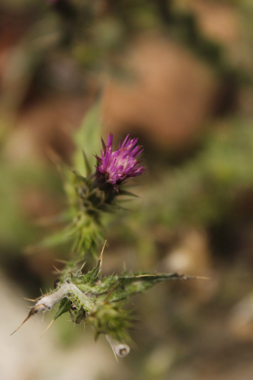 flower, nature, plant, growth, beauty in nature, no people, fragility, day, outdoors, close-up, thistle, flower head, freshness