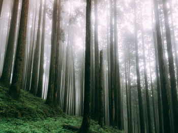 Low angle view of bamboo trees in forest
