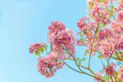 Low angle view of pink cherry blossoms against sky