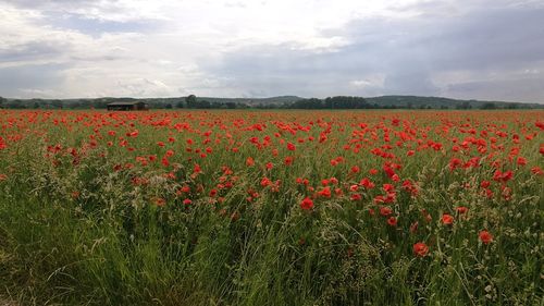 Close-up of poppies growing in field against sky