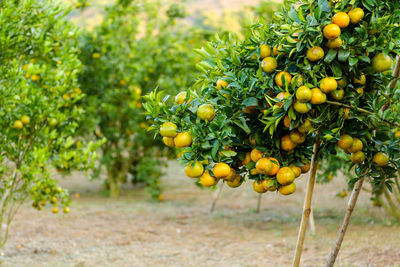 Fruits growing on tree