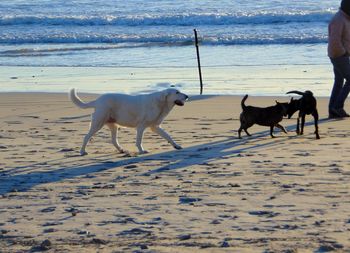 Dogs standing on beach against sea