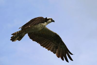 Low angle view of birds flying against clear sky