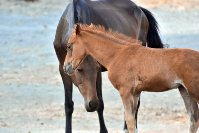 Horse standing in ranch