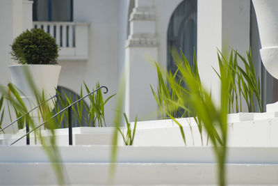 Close-up of potted plants on window sill of building