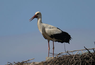 white stork