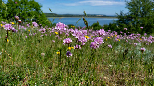 Close-up of purple flowering plants on field