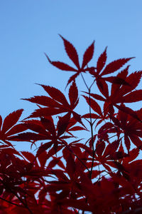 Low angle view of red leaves on tree