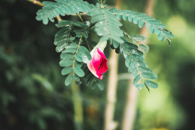 Close-up of pink flowering plant