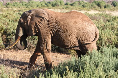 Elephants standing on field