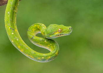 Close-up of snake