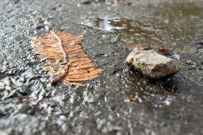 Surface level of dry leaves