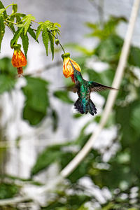 Close-up of bird perching on branch