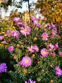 Close-up of fresh pink flowers in field