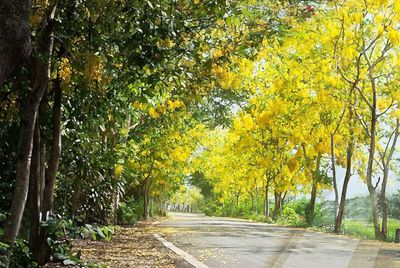 Footpath in park