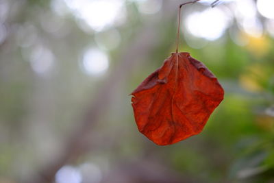 Close-up of maple leaf on tree