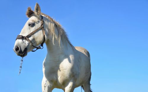 Close-up of white horse against clear blue sky