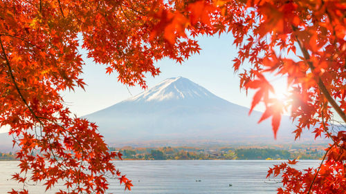 Autumn tree by mountain against sky