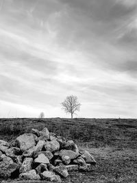 Bare trees on field against sky