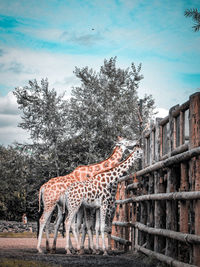 Giraffes in a zoo, eating