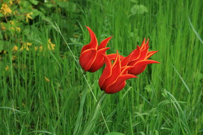 Close-up of red flower on field