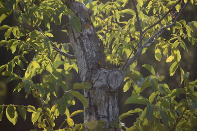 Close-up of tree trunk