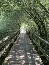 Footpath amidst trees in forest