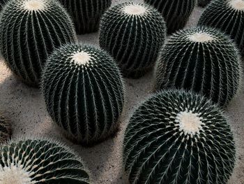 Full frame shot of succulent plant