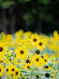 Close-up of yellow flowering plant