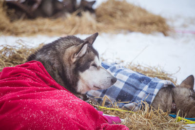 Beautiful alaska husky dogs resting during a sled dog race. long distance sled dog race in norway.