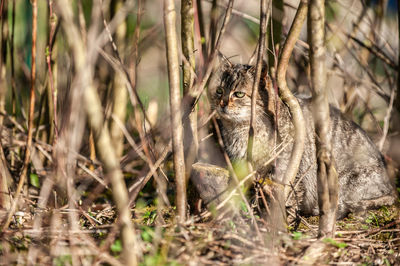 Portrait of a reptile on a field