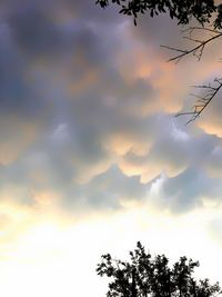 Low angle view of silhouette tree against sky