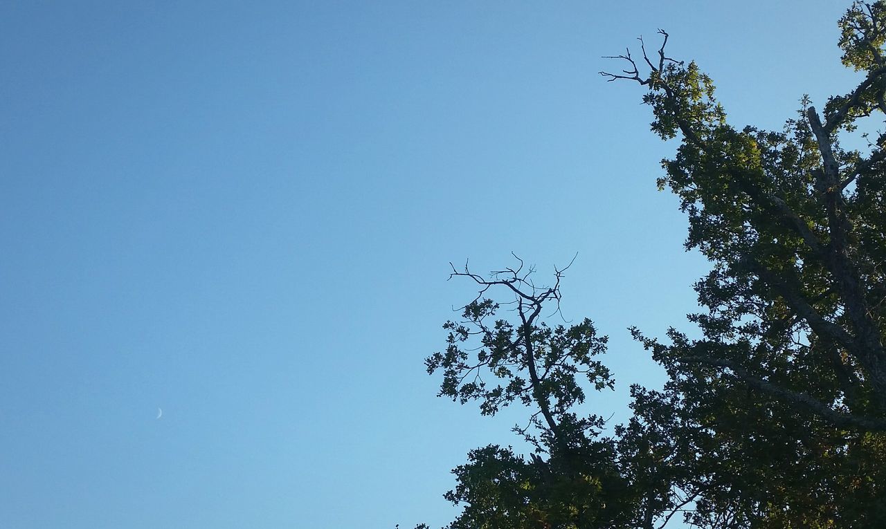 clear sky, low angle view, tree, blue, copy space, growth, branch, nature, beauty in nature, tranquility, high section, scenics, tranquil scene, outdoors, day, no people, sunlight, treetop, silhouette, plant